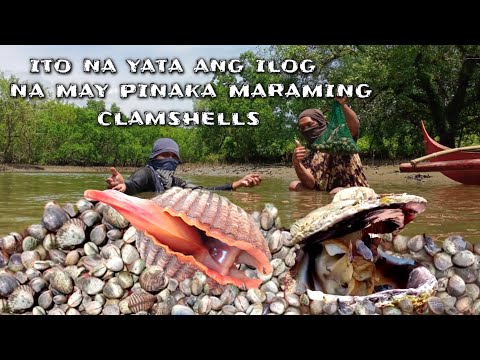 sobrang Dami! kahit Isang Sako pa mapupuno dito,halos puro clamshells na ang nasa ilalim ng ilog