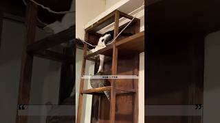 【台湾生活】台湾で猫カフェに行ってみるのはいかがですか？ #shorts #保護猫 #猫カフェ #taiwan #台湾