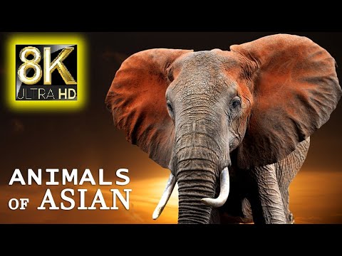 Animals of asian 8k ULTRHD.Wildlife animals in the world.