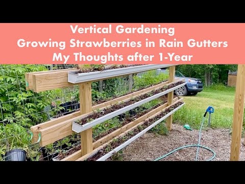 Vertical Gardening - Growing Strawberries in Rain Gutters - My Thoughts after 1 Year
