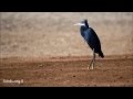 Western Reef Egret Egretta Gularis לבנית ים סוף