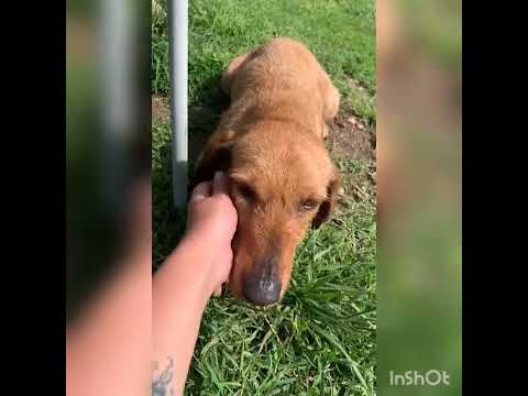 Video di JOY