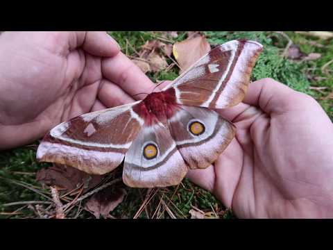 Madagascar Emperor moth: Windy video edition (Bunaea asluaga)