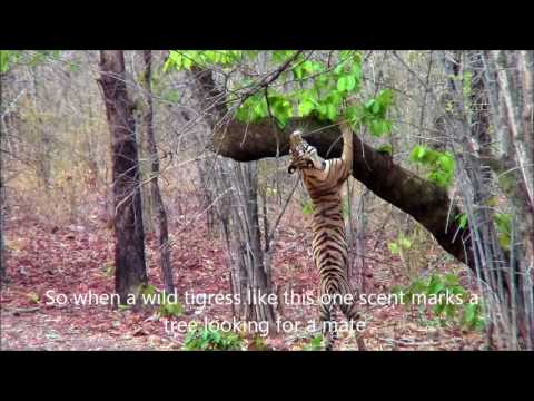 Protect Bandhavgarh's Tigers From Poachers