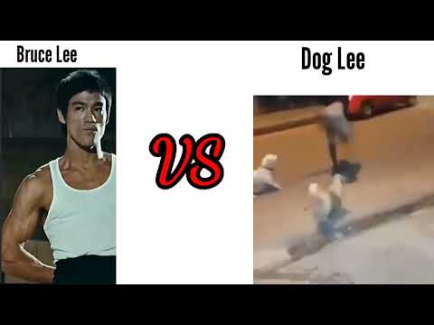 Bruce Lee vs Dog Lee😂😂 || Funny Memes || #memes
