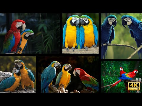 Macaw Parrots 4K - Relaxing Music With Colorful Birds In The Rainforest
