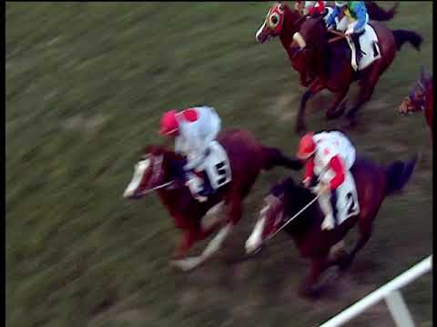 Galoppo 22/02/2019 - 4ª corsa