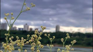 𝐶𝑎𝑚𝑖𝑛𝑜 𝑉𝑒𝑟𝑑𝑒 - 𝐽𝑜𝑠𝑒́ 𝐽𝑜𝑠𝑒́🌱