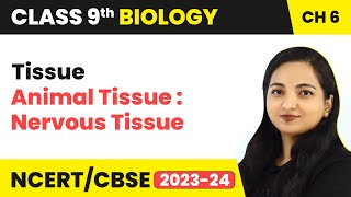 Animal Tissue : Nervous Tissue - Tissue | Class 9 Biology Chapter 6 | 2023-24