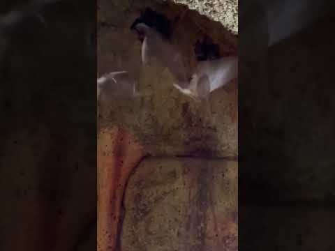 Come INSIDE our Jamaican Fruit Bat exhibit! 🦇 #shorts #youtubeshorts