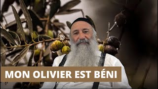 MON OLIVIER EST BÉNI - Planter un Olivier chez soi