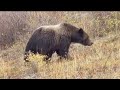 Epic Bear Brawl Caught On Camera