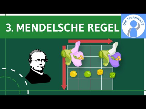 3. Mendelsche Regel / Unabhängigkeits- & Neukombinationsregel - Erklärung & Zweifaktor-Kreuzung