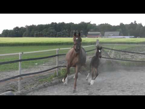 Hengstfohlen v. Rock Amour