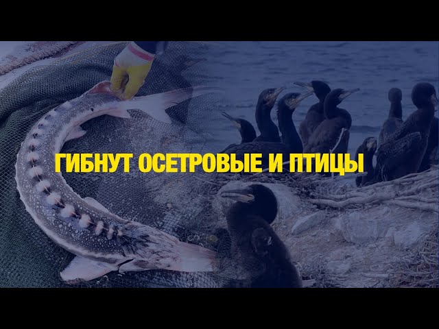 Растёт число погибших тюленей на Каспии