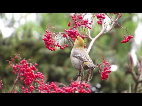 Pine Grosbeak