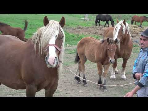 Caii lui Marius de la Craidorolt, Satu Mare - 2025 Nou!!!