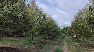 สูตรปุ๋ยขยายใบใบเขียวเข้มสำหรับทุเรียน