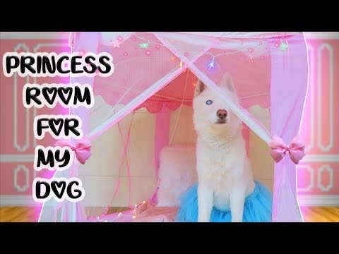 download lagu mp3 mp4 My Princess Dog, download lagu My Princess Dog gratis, unduh video klip My Princess Dog