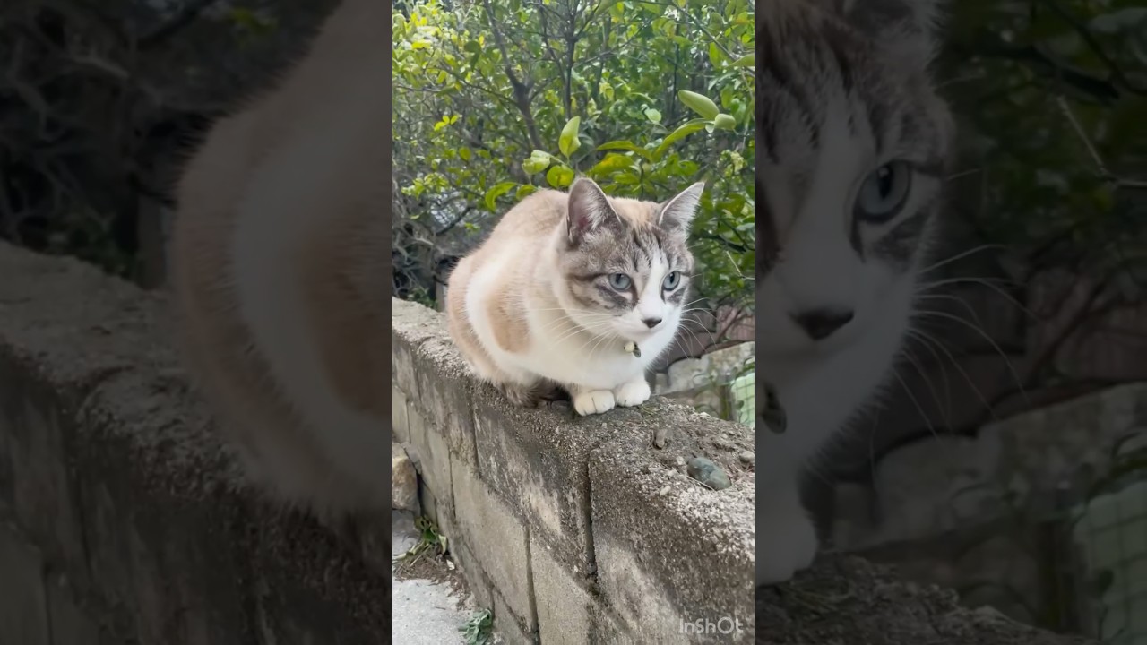 近所の美人猫をこねこねする人#野良猫#保護猫#cat