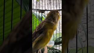 Download lagu KENARI malas bunyi, Terapi untuk kenari masteran canary #canarysingtraining #kanareyka #canário mp3