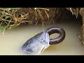 Amazing Big Fish Eating Eels How Eat Fish Eel Fish