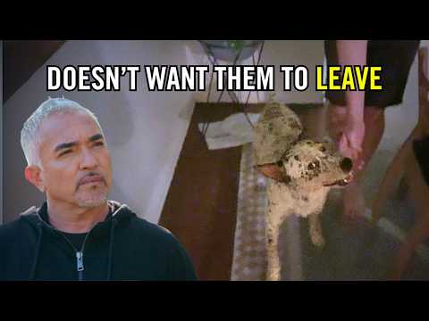 Cómo ayudar a perros con ansiedad por separación y perros mayores que necesitan cuidados | Better...