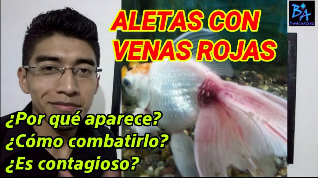 Venas rojas en mis peces, como curarlas