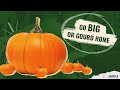The Economics Of Pumpkin Patches Hustlenomics