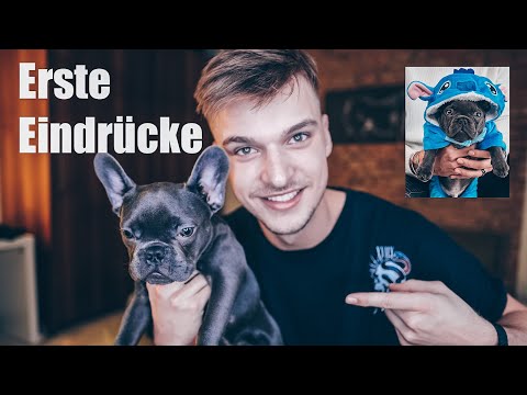 Meine French Bulldogge | Erste Eindrück