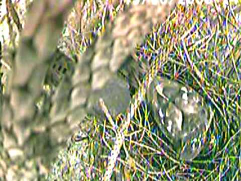 Male sparrowhawk comes to nest SLOW MOTION