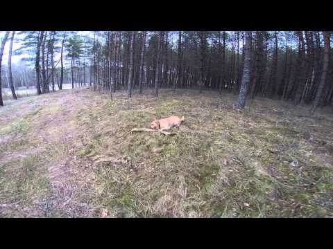 Labrador Umka posing for Go Pro Hero 3+