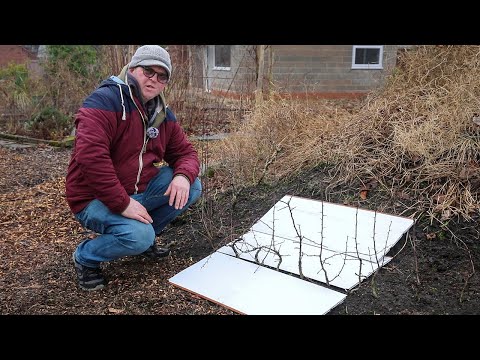 Just one of those days - Tony's Bonsai