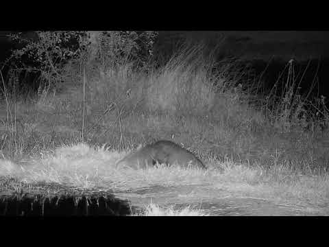Djuma: White-tailed Mongoose - 18:32 - 06/08/21