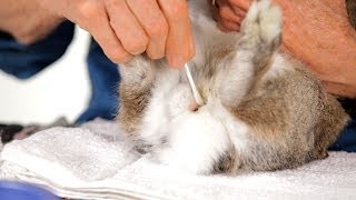 How to Clean a Rabbit's Scent Glands | Pet Rabbits