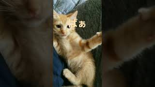 いないいないばぁ　 #かわいい 　#ネコ