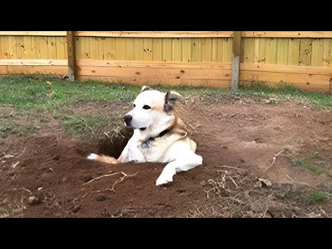 These weird dogs will have you rolling! 🤣🐶 Funny Dog Videos 2025