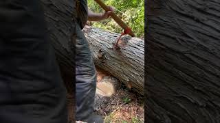 Download lagu Peavey Log Roll mp3 Download lagu Peavey Log Roll mp3