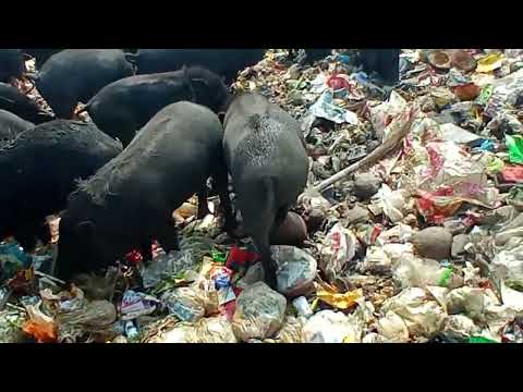 Life on a Black Pigs Farm | Sustainable Farming and Care,black pig farming in forest