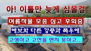 [텃밭농부 1,861]  아! 이틀만 늦게 심을 걸. 강한 비 바람에 고전을 면치 못하는 텃밭농부.