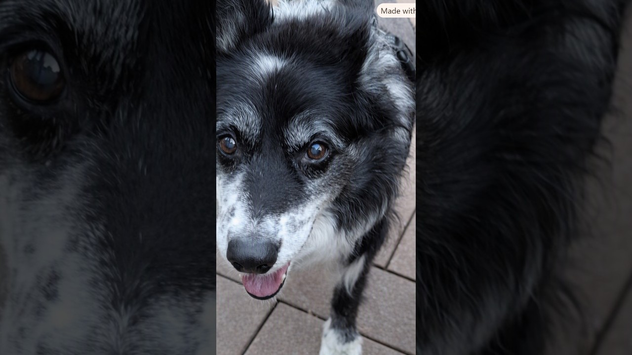 Enlarge Lassie, a Adoptable mixed breed in Minneapolis, MN video 6/6
