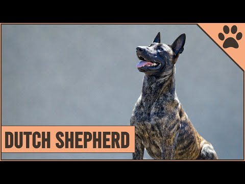 , title : 'Dutch Shepherd Dog Breed Information'