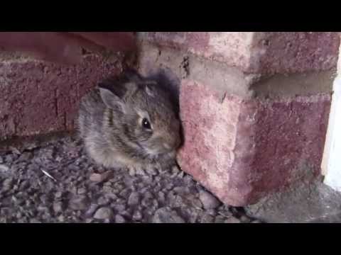 Catching a Baby Screaming Bunny