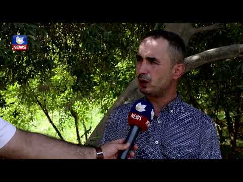 بەڤیدیۆ.. لە هەڵەبجە بەرهەمی زەیتون بە رێژەی 50% كەمبووەتەوە