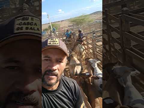 Feira de gado em tabira pe