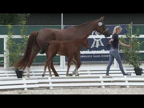 Schachtner, San Amour-Le Vivaldi-Ruiz Soler