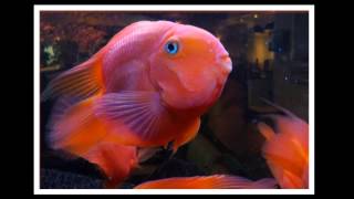 Hawkwind at Rotterdam Centraal & Trans Air Trucking