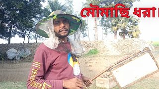 আবারও গাছ থেকে নামিয়ে আনলাম মৌমাছি।