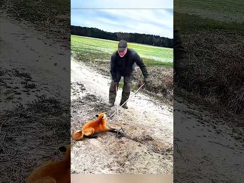 Храбрый мужчина освободил лису из ловушки 🦊#foxrescue  #AnimalRescue#BraveMan