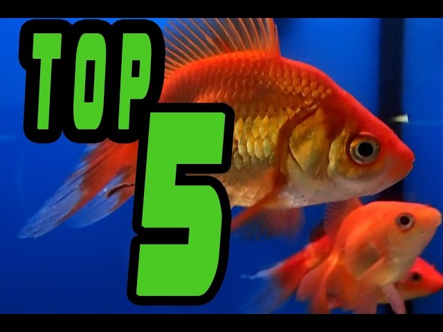 TOP 5: Easy BEGINNER Fresh Water FISH